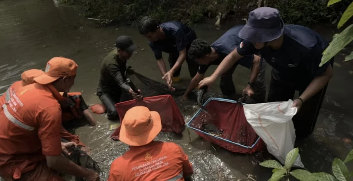 Dari Jakarta hingga Lembah Klang, mengapa ikan sapu-sapu sulit sekali diberantas?